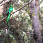 Göttervolgel Quetzal