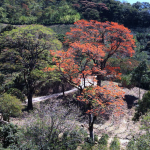 Korallenblütten Baum